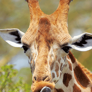 Heuer Postkarte 3D Giraffe 8011