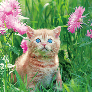 Heuer Postkarte 3D Katze auf Blumenwiese 8041