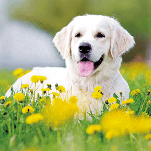 Heuer Postkarte 3D Hundewelpe Golden Retriever 8042