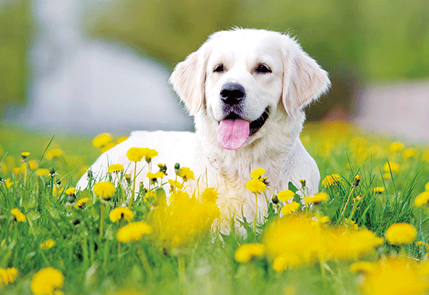 Heuer Postkarte 3D Hundewelpe Golden Retriever 8042
