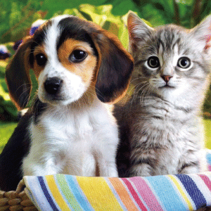 Heuer Postkarte 3D Hund und Katze 8046