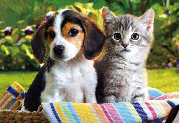 Heuer Postkarte 3D Hund und Katze 8046
