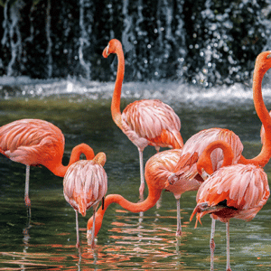 Heuer Postkarte 3D Flamingos 8033