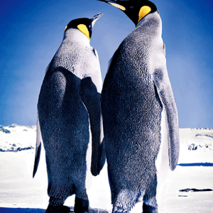 Heuer Postkarte 3D Pinguine 8006
