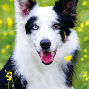 Heuer Postkarte 3D Border Collie 8001