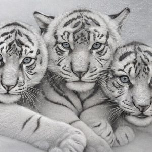 Heuer 3D Poster Weiße Tiger – Eleganz in Schwarz-Weiß