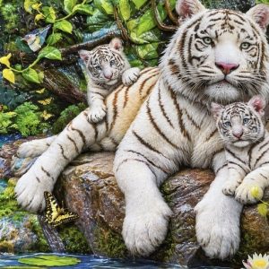 Heuer 3D Poster Weiße Tigerfamilie im Tropenwald