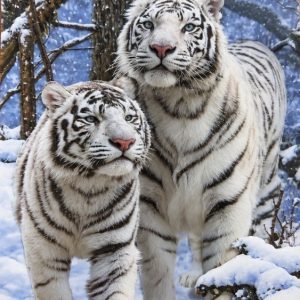 Heuer 3D Schlüsselanhänger Weiße Tiger im Winterzauber