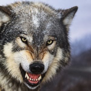 Heuer 3D Poster Wolf – Wilde Kraft