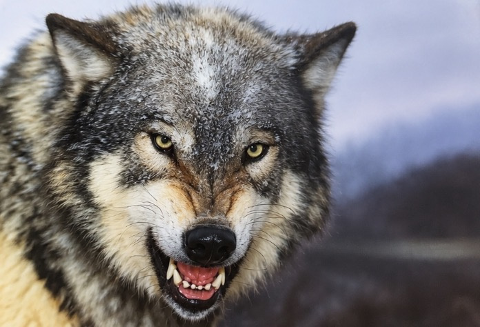 Heuer 3D Poster Wolf – Wilde Kraft