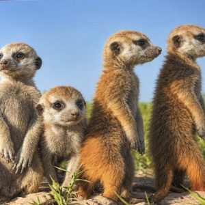 Heuer 3D Poster Erdmännchen – Vier neugierige Freunde