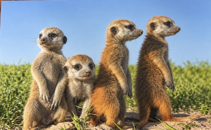 Heuer 3D Poster Erdmännchen – Vier neugierige Freunde
