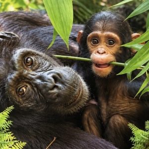 Heuer 3D Poster Gorilla mit Jungtier – Geborgenheit im Grünen