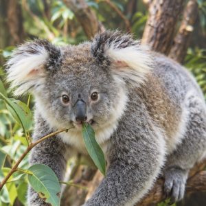 Heuer 3D Poster Koala – Kleiner Baumkletterer