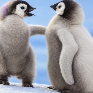 Heuer 3D Poster Pinguinküken – Freundschaft im Schnee