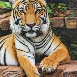 Heuer 3D Poster Tiger – Ruhe im Grünen