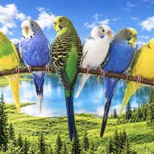 Heuer 3D Poster Wellensittiche – Farbenfrohe Vogelfreunde