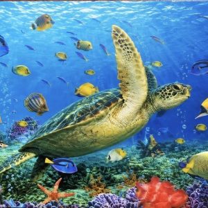 Heuer 3D Poster Meeresschildkröte im bunten Meeresparadies
