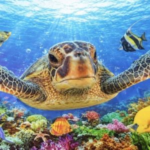 Heuer 3D Poster Meeresschildkröte im Korallenparadies