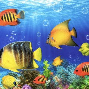Heuer 3D Poster Tropische Fische – Farbenpracht unter Wasser
