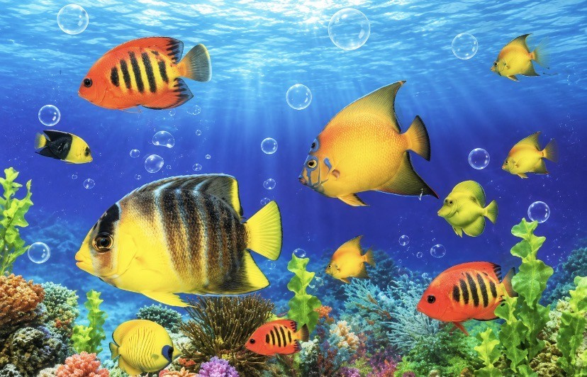 Heuer 3D Poster Tropische Fische – Farbenpracht unter Wasser