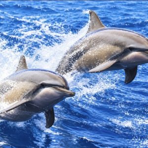 Heuer 3D Lesezeichen Delfinduo – Sprung ins Meeresglück