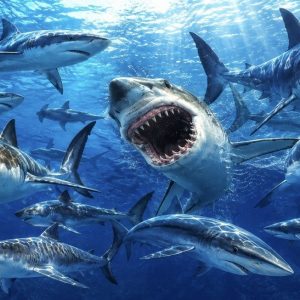 Heuer 3D Poster Haie – Abenteuer in der Unterwasserwelt