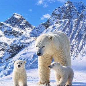 Heuer 3D Poster Eisbärenfamilie in der Bergwelt