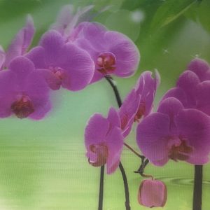 Heuer 3D Poster Lila Orchideen – Elegante Blütenpracht
