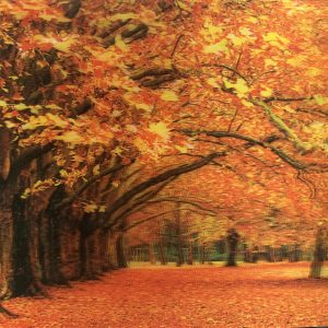 Heuer 3D Poster Herbstallee in leuchtenden Farben
