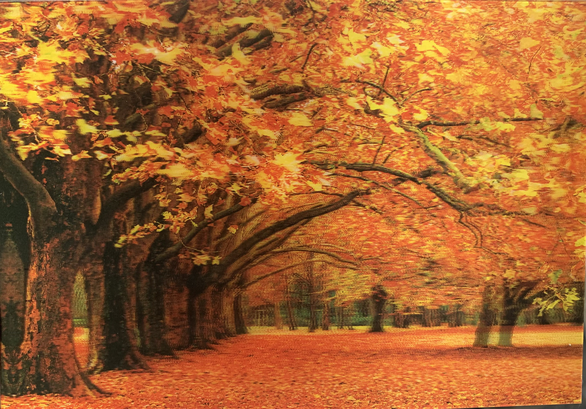 Heuer 3D Poster Herbstallee in leuchtenden Farben