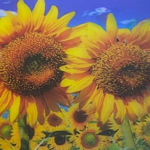 Heuer 3D Poster Sonnenblumen im Sommerlicht