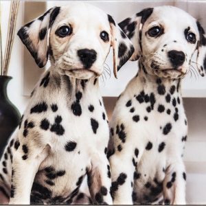 Heuer 3D Lesezeichen Dalmatinerwelpen – Ein charmantes Duo