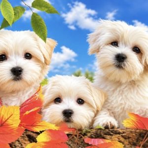 Heuer 3D Poster Hundewelpen im bunten Herbstlaub