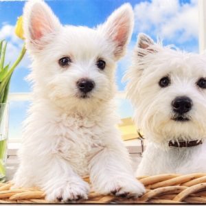 Heuer 3D Poster West Highland Terrier mit Tulpen