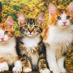 Heuer 3D Poster Drei Katzenkinder im Herbstzauber
