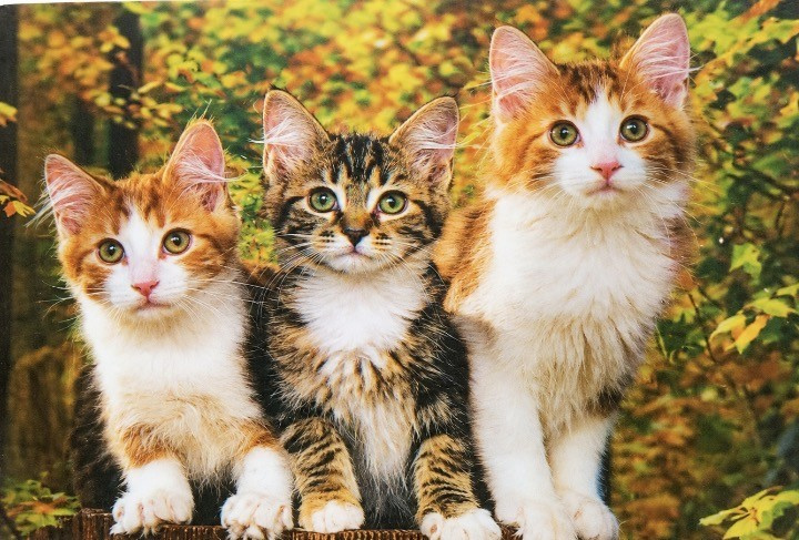 Heuer 3D Poster Drei Katzenkinder im Herbstzauber