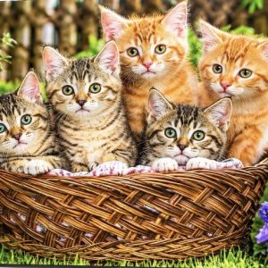Heuer 3D Poster Katzenkinder im Blumenkorb