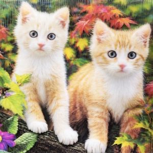 Heuer 3D Poster Katzenkinder im bunten Herbstlaub