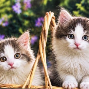 Heuer 3D Poster Kuschelige Katzenbabys im Korb