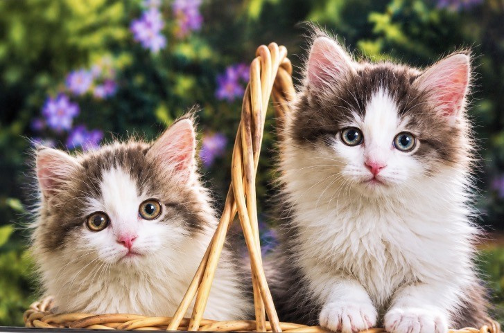 Heuer 3D Poster Kuschelige Katzenbabys im Korb