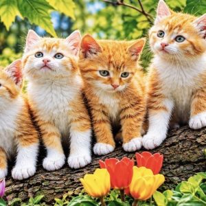 Heuer 3D Poster Vier Katzenbabys im Blumenparadies