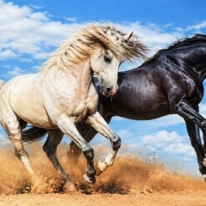 Heuer 3D Poster Pferdeduo – Gemeinsam im Galopp